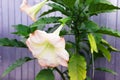 Brugmansia, Angel`s trumpet, pink stramonium beautiful flower