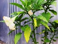 Brugmansia, Angel`s trumpet, pink stramonium beautiful flower