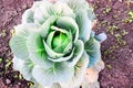 Harvesting cabbage. in the hands of white cabbage Royalty Free Stock Photo