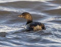 Pied-billed grebe, binomial name Podilymbus podiceps, swimming in White Rock Lake in Dallas, Texas.