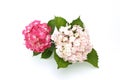 Pink hydrangea in a white background Royalty Free Stock Photo