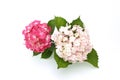 Pink hydrangea in a white background