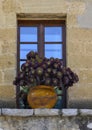 Planter with a burgandy Dalhia plant in full bloom in Saint Paul De Vence, France