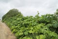 Poisonous plant cow parsnip Sosnowski Royalty Free Stock Photo