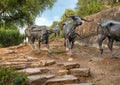 Portion of bronze steer sculpture in Pioneer Plaza in Dallas, Texas. Royalty Free Stock Photo