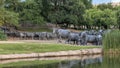 Portion of bronze steer sculpture in Pioneer Plaza in Dallas, Texas. Royalty Free Stock Photo