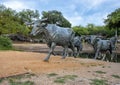 Portion of bronze steer sculpture in Pioneer Plaza in Dallas, Texas. Royalty Free Stock Photo