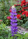 Bigleaf lupine, lupinus polyphyllus, moistened with rain in Vail Village, Colorado.