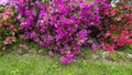 Purple and red Satsuki azalea in Bellagio, Italy.