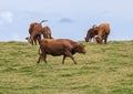 Pictured are red angus cattle grazing on the island of Maui in the state of Hawaii. Royalty Free Stock Photo