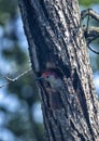 Red-bellied woodpecker peeking from it`s nest in a hole in a dead tree in Dallas, Texas.