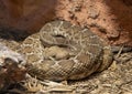 Red Diamond Rattlesnake at Rattlers & Reptiles, a small museum in Fort Davis, Texas, owned by Buzz Ross. Royalty Free Stock Photo