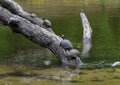 Red-eared pond slider turtles on a log enjoying the sun in a river in Watercrest Park, Dallas, Texas Royalty Free Stock Photo