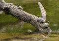 Red-eared pond slider turtles on a log enjoying the sun in a river in Watercrest Park, Dallas, Texas Royalty Free Stock Photo