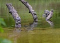 Red-eared pond slider turtles on a log enjoying the sun in a river in Watercrest Park, Dallas, Texas Royalty Free Stock Photo