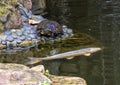 Red-eared slider turtle and Koi fish in the Japanese Garden of the Forth Worth Botanic Garden, Texas. Royalty Free Stock Photo