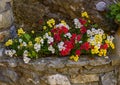 Red, yellow, and white flowers in a stone planter in Camogli, Italy