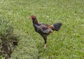 Rooster in Chavassieux Square, Hanoi, Vietnam