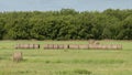 Round hay bales scattered and lined up in the field after harvesting in the State of Oklahoma in the United States of America. Royalty Free Stock Photo