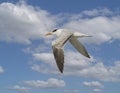 Royal tern, binomial name Thalasseus maximus, flying in a blue sky with white clouds over Chokoloskee Bay in Florida. Royalty Free Stock Photo