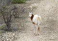 Scimitar oryx from the highway near Transitions Wildlife Photography Ranch near Uvalde, Texas.