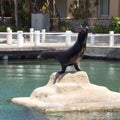 Sea lion posing, Puerto Aventuras, Mexico Royalty Free Stock Photo