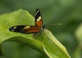 Heliconius hecale perched on a leaf in the butterfly garden of the Fort Worth Botanic Gardens. Royalty Free Stock Photo