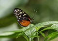 Heliconius hecale perched on a leaf in the butterfly garden of the Fort Worth Botanic Gardens.