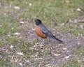 Side view of a male American robin standing in grass in Dallas, Texas Royalty Free Stock Photo