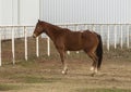 Side view of a single brown horse with a few white splotches standing before a fence in Oklahoma. Royalty Free Stock Photo