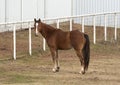 Side view of a single brown horse with a few white splotches standing before a fence in Oklahoma. Royalty Free Stock Photo