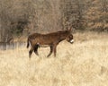 Side view of a single male donkey walking in the winter grass in Oklahoma. Royalty Free Stock Photo