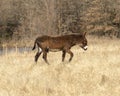 Side view of a single male donkey walking in the winter grass in Oklahoma.