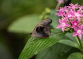 Catonephele numilia penthia perched on a leaf in the butterfly garden of the Fort Worth Botanic Gardens.