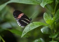 Heliconius erato perched on a leaf in the butterfly garden of the Fort Worth Botanic Gardens. Royalty Free Stock Photo