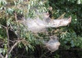 Silken nests of the fall webworm on a tree at the edge of Grand Lake in the state of Oklahoma.