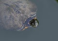 Cumberland slider turtle swimming in Grand Lake in Oklahoma. Royalty Free Stock Photo