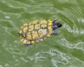 Umberland slider turtle swimming in Grand Lake in Oklahoma. Royalty Free Stock Photo