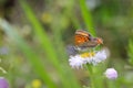 Small Copper on the Philadelphia fleabane