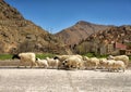 Small herd of sheep and a Berber village in the High Atlas Mountains of Morocco. Royalty Free Stock Photo