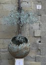 Tree of Life sculpture by Andrea Roggi outside the Circle of Life Gallery in Cortona, Tuscany, Italy.
