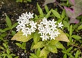 White Pentas lanceolata, commonly called the Egyptian starcluster in Dallas, Texas.