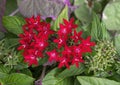 Red Pentas lanceolata, commonly called the Egyptian starcluster in Dallas, Texas.