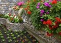 Stone plantar with red and purple geraniums and red and white begonias in Camoglia, Italy