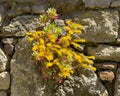Broadleaf stonecrop, botanical name Sedum spathulifolium, in Tuscany, Italy.