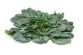 Tatsoi in a white background Royalty Free Stock Photo