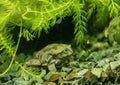 Telmatobius culeus, commonly known as the Titicaca water frog, underwater at the Dallas City Zoo.