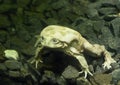 Telmatobius culeus, commonly known as the Titicaca water frog, underwater at the Dallas City Zoo.