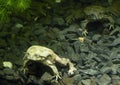 Telmatobius culeus, commonly known as the Titicaca water frog, underwater at the Dallas City Zoo.