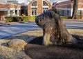 Ten-ton hog head carved from a limestone boulder by Orville Skaggs at the Alumni Building at the University of Arkansas.